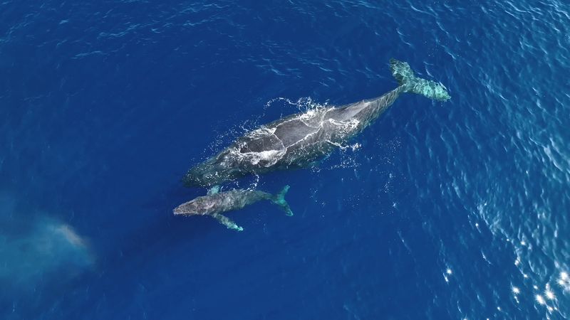 Une baleine et son baleineau