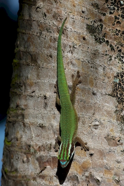 Gecko vert de Manapany 