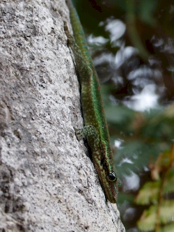 Le gecko vert des hauts (Phelsuma borbonica)