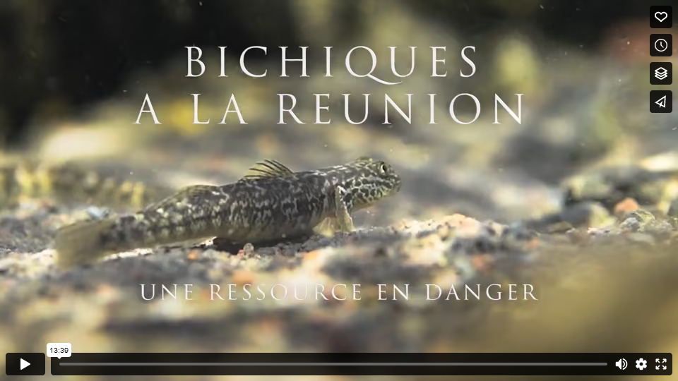 Bichique à La Réunion, une ressource en danger