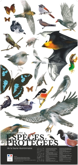 Poster principales espèces protégées de la faune réunionnaise