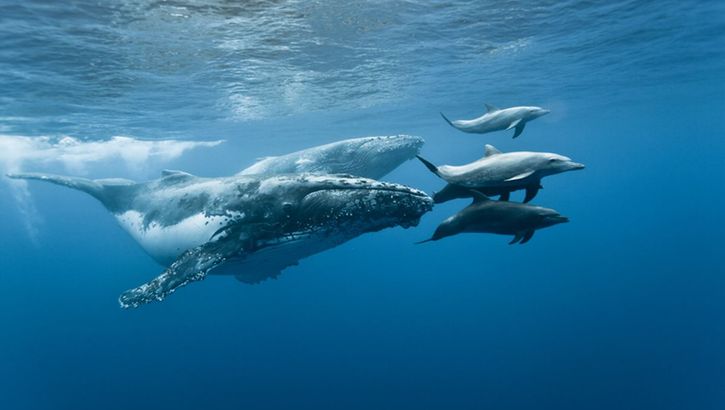 Baleines à bosses en compagnie de dauphins