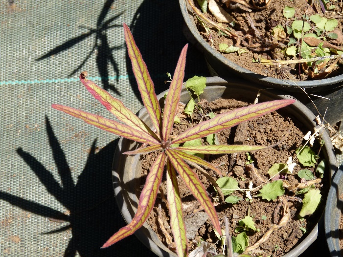 Benjoin Terminalia bentzoe