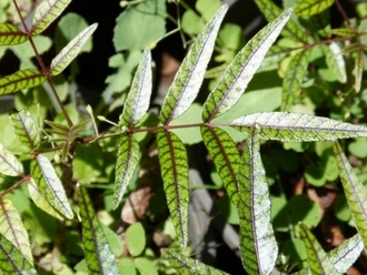 Bois de Poupart Poupartia borbonica