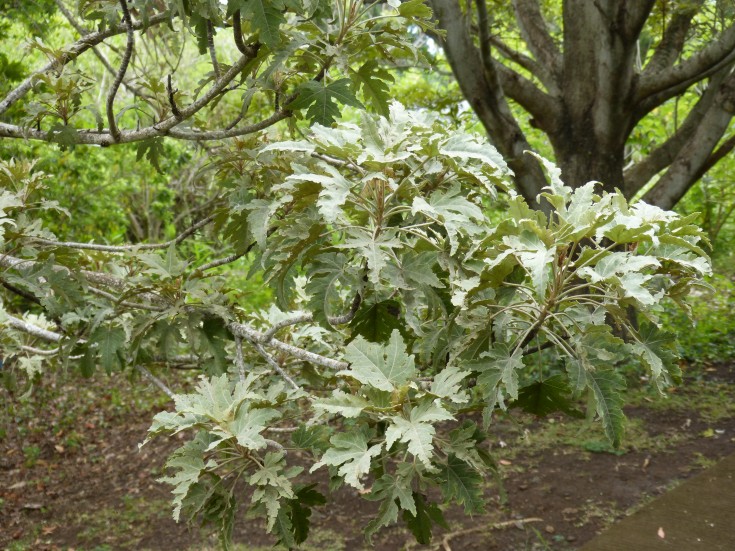 Le bois de senteur blanc Ruizia cordata