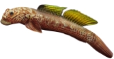 Cotylopus acutipinnis adulte (cabot bouche ronde)