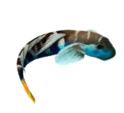 Sicyopterus lagocephalus adulte (cabot bouche ronde) Sicyopterus lagocephalus adulte (cabot bouche ronde)