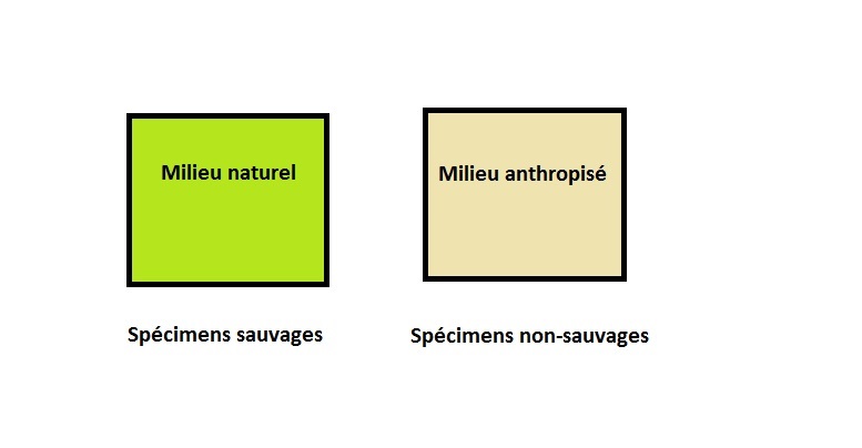 Critère 1 : lieu d'origine