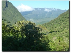 forêt de Bélouve