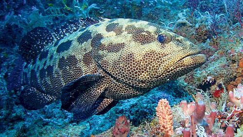 Un mérou marron (Epinephelus fuscoguttatus) dans son milieu naturel