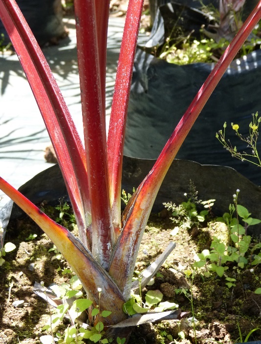 Latanier rouge Latania lontaroides