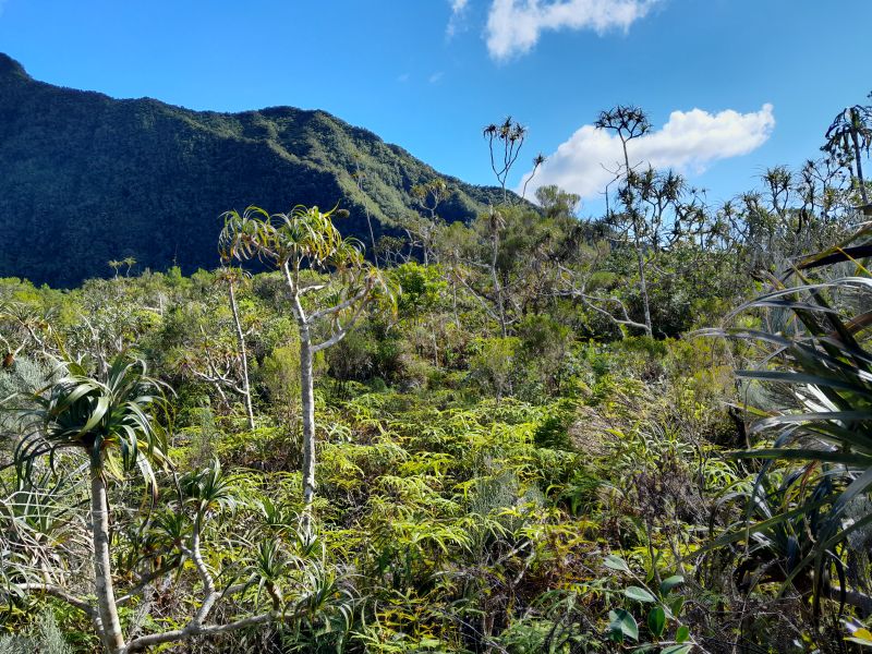 Vue Pandanaie des Hauts de l'Est