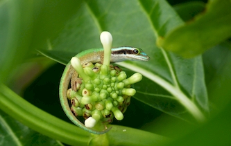 Gecko vert de Manapany