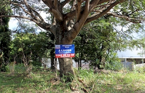 La publicité est interdite sur les arbres