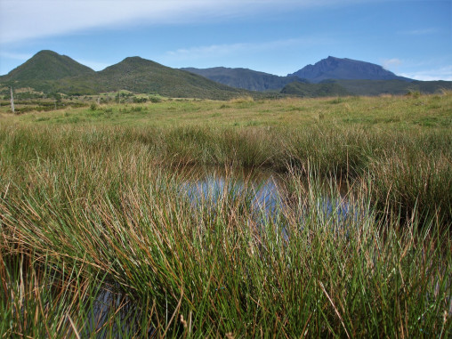 Prairie humide de la Plaine des Cafres