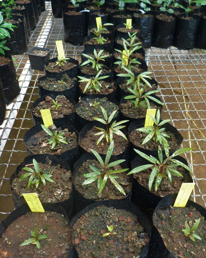 Jeunes plants de Bois d’éponge Polyscias rivalsii