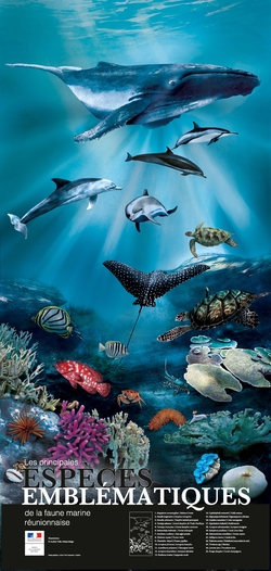 Poster principales espèces emblématiques de la faune marine réunionnaise