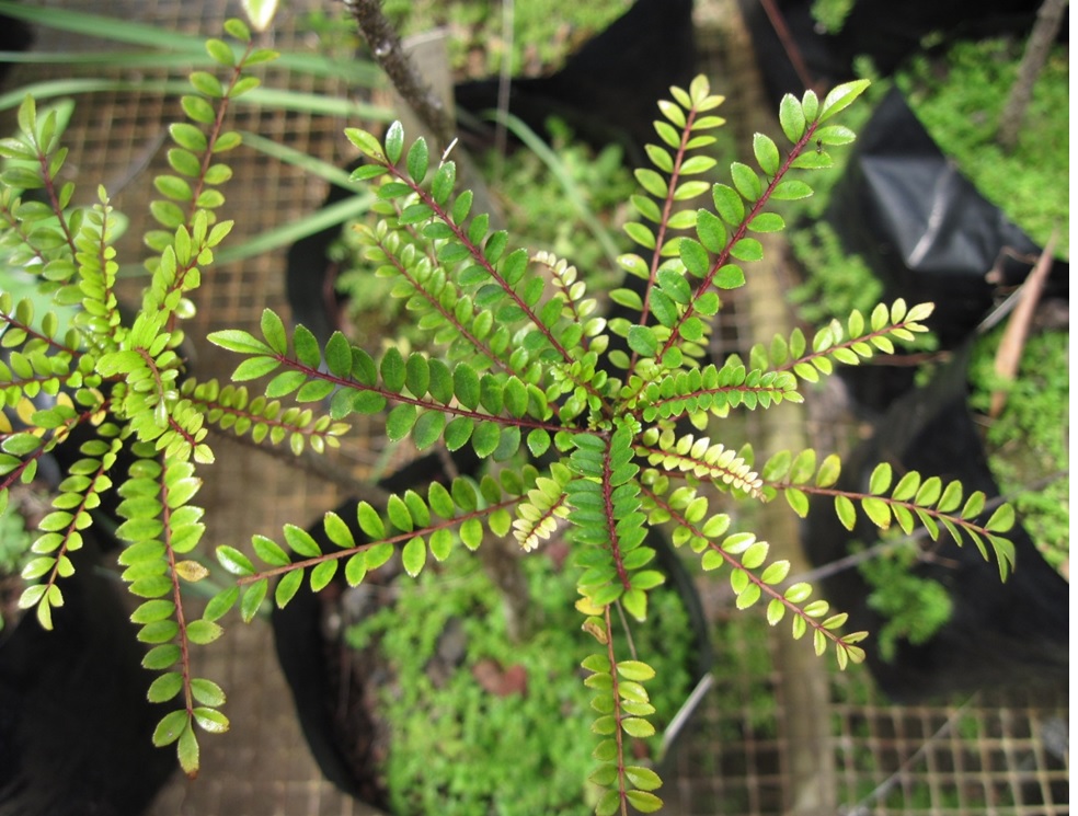 Bois de poivre Zanthoxylum heterophyllum