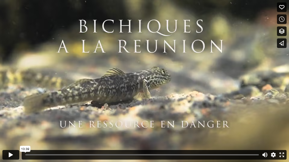 Bichique à La Réunion, une ressource en danger Bichique à La Réunion, une ressource en danger