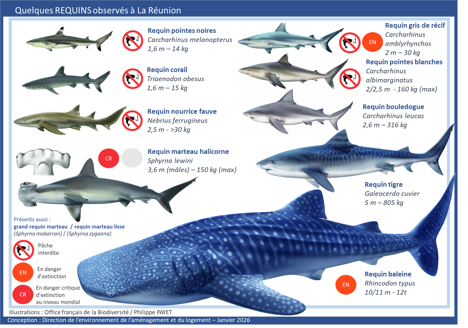 Quelques requins observés à La Réunion - voir la transcription ci-dessous